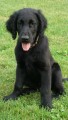 Flat coated retriever s PP