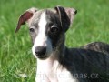 whippet-vipet