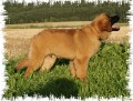 Leonberger s PP