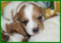 Jack Russell Terier s PP, vbr ze dvou vrh. Mme voln kluky, k odbru  od konce srpna/2010. Vechny informace o ns a o naich pejscch, aktuln foto najdete na  www.himalajskycedr.cz, nebo na tel.. 608404091.