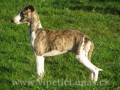 vipet-whippet