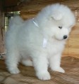 Samoyed kennel (samojed)