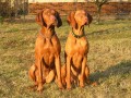 Maarsk oha krtkosrst - vizsla