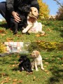 Prodme tata - labradorsk retriever