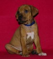 Rhodesian Ridgeback tata s PP