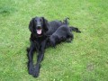 FLAT COATED RETRIEVER - prodej tat s PP