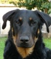 tata BEAUCERON (boseron)- Francouzsk ovk