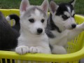 Sibisk husky-