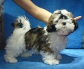 Shih-tzu s PP  