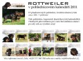 Rottweiler - kalend 2011