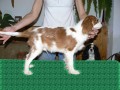 Kavalr King Charles Spaniel