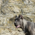 Cane Corso na prodej