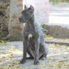 Cane Corso na prodej