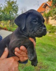 Cane Corso tata