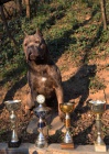 Cane Corso pes pro chov