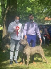 Cane Corso pes pro chov