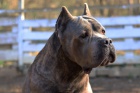 Cane Corso pes pro chov