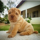 Shar-pei okovan tata