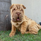 Prodm zdrav tata okovan shar-pei.