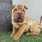 Prodm zdrav tata okovan shar-pei.