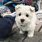 Predm mini teniatka West Highland White Terriers